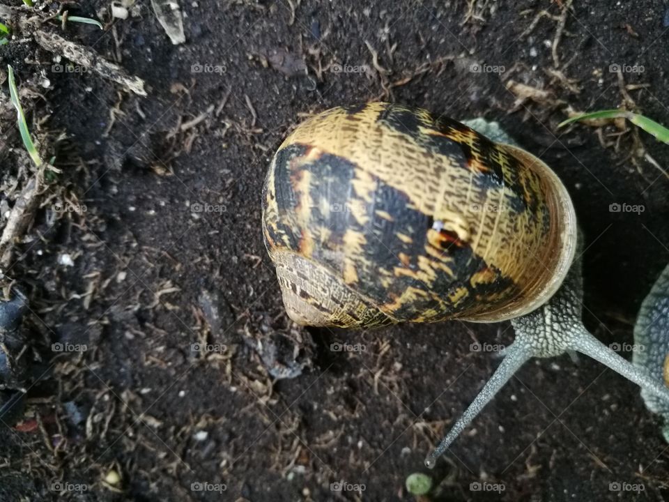 snail