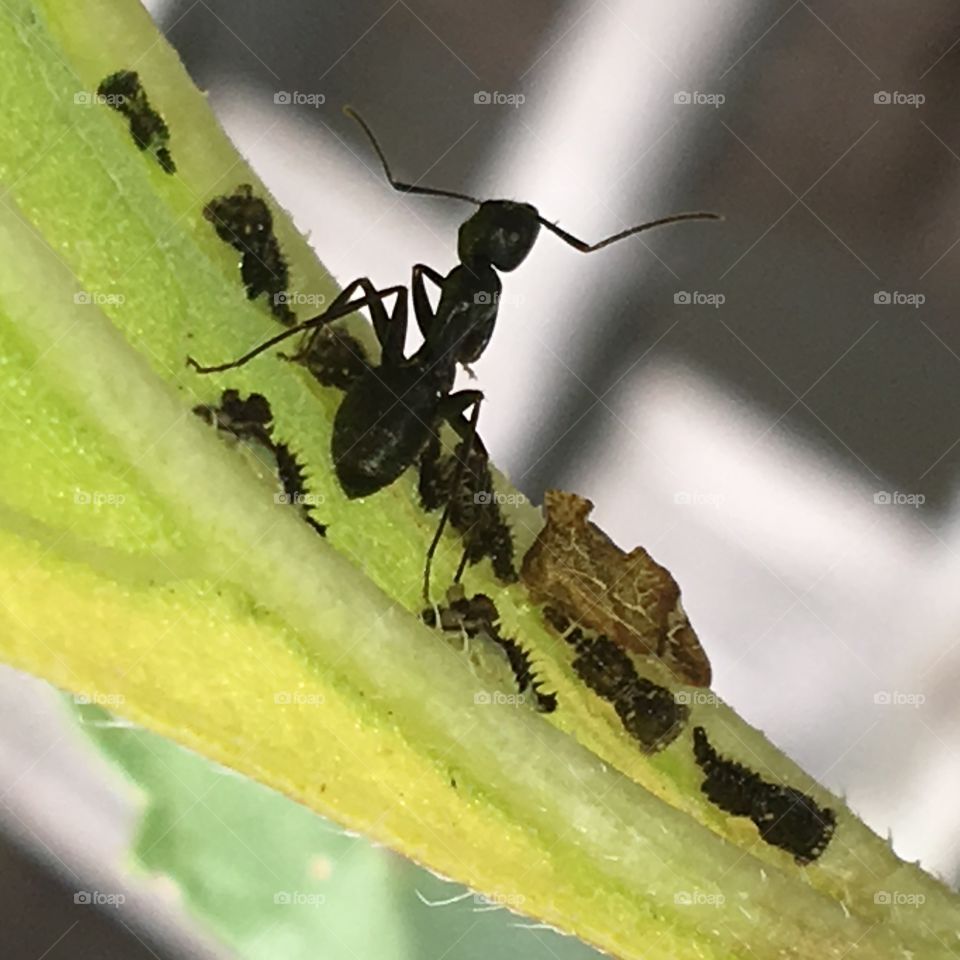 Large ant being protective.