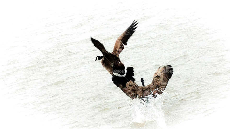 Geese Landing