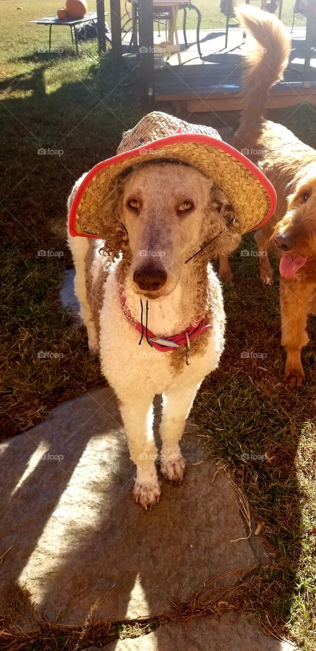 Dalton is Waltzing with Matilda
