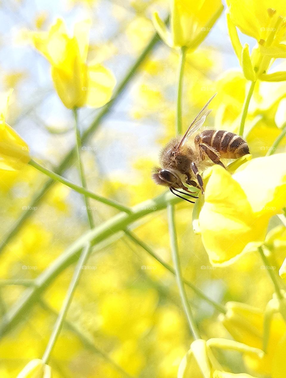 bee
