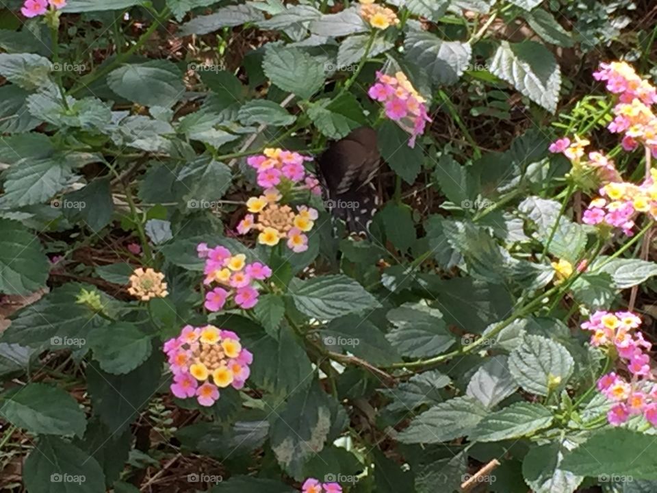 Lantana