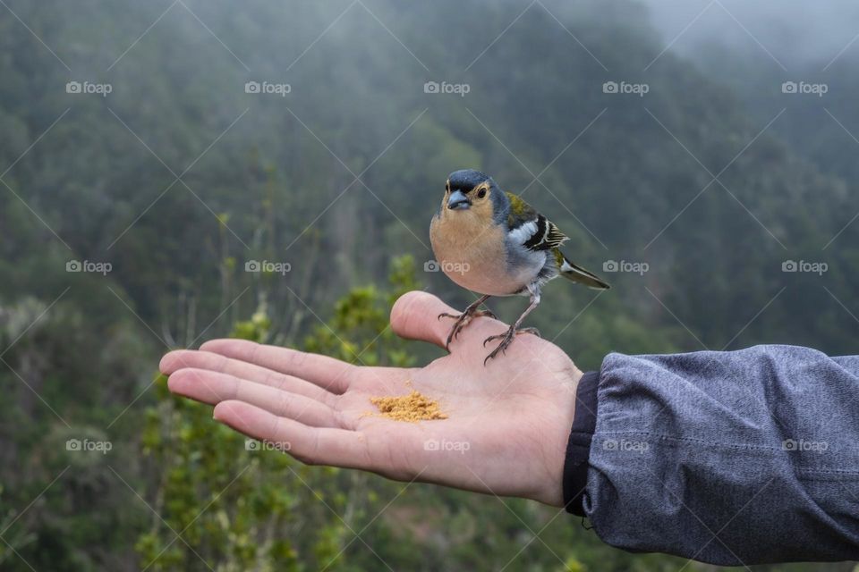 A bird eats in a boy's hand and there is a green landscape as background