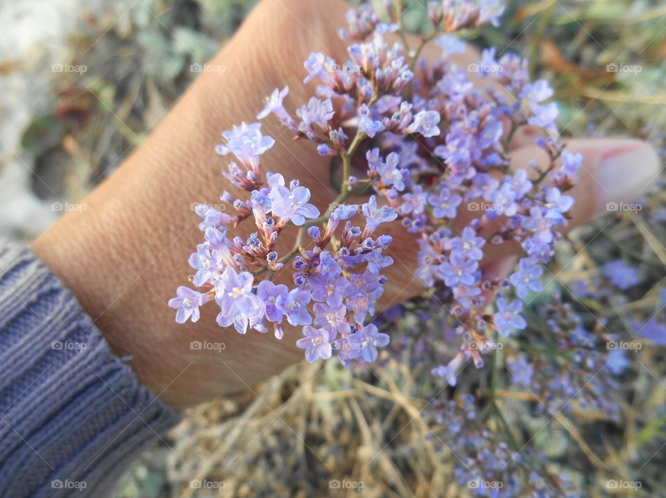 Flower, Nature, Flora, Outdoors, No Person