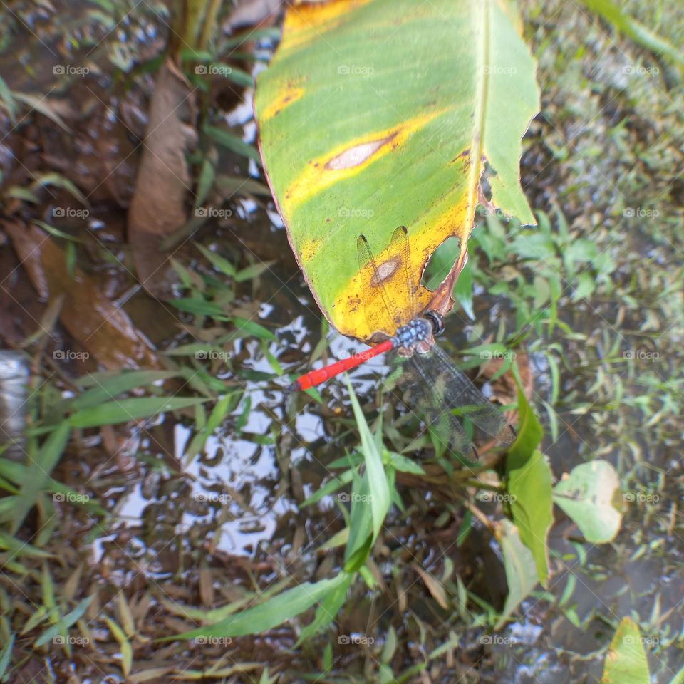Dragonfly with a red tail perched on a leaf