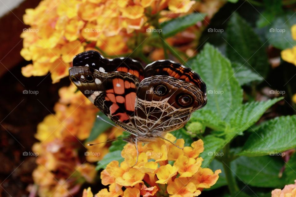 Beautiful Butterflies- The View From Below