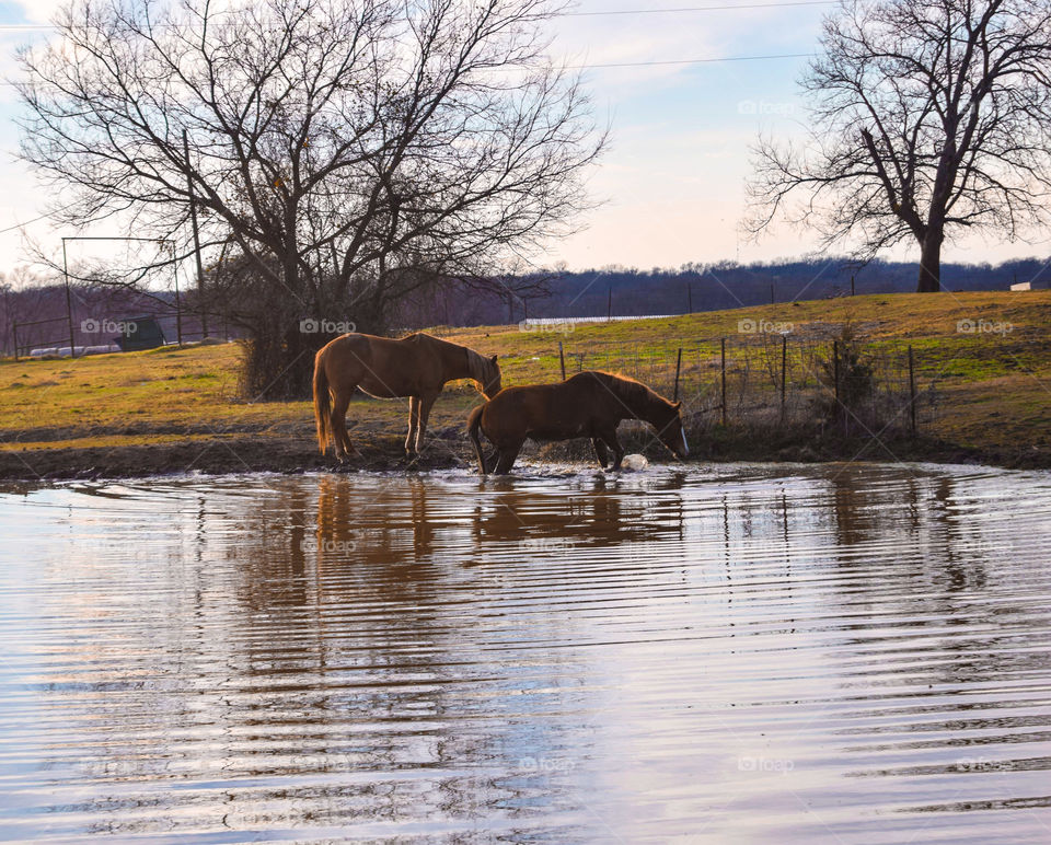 action shot of 2 horses playing in the pond.