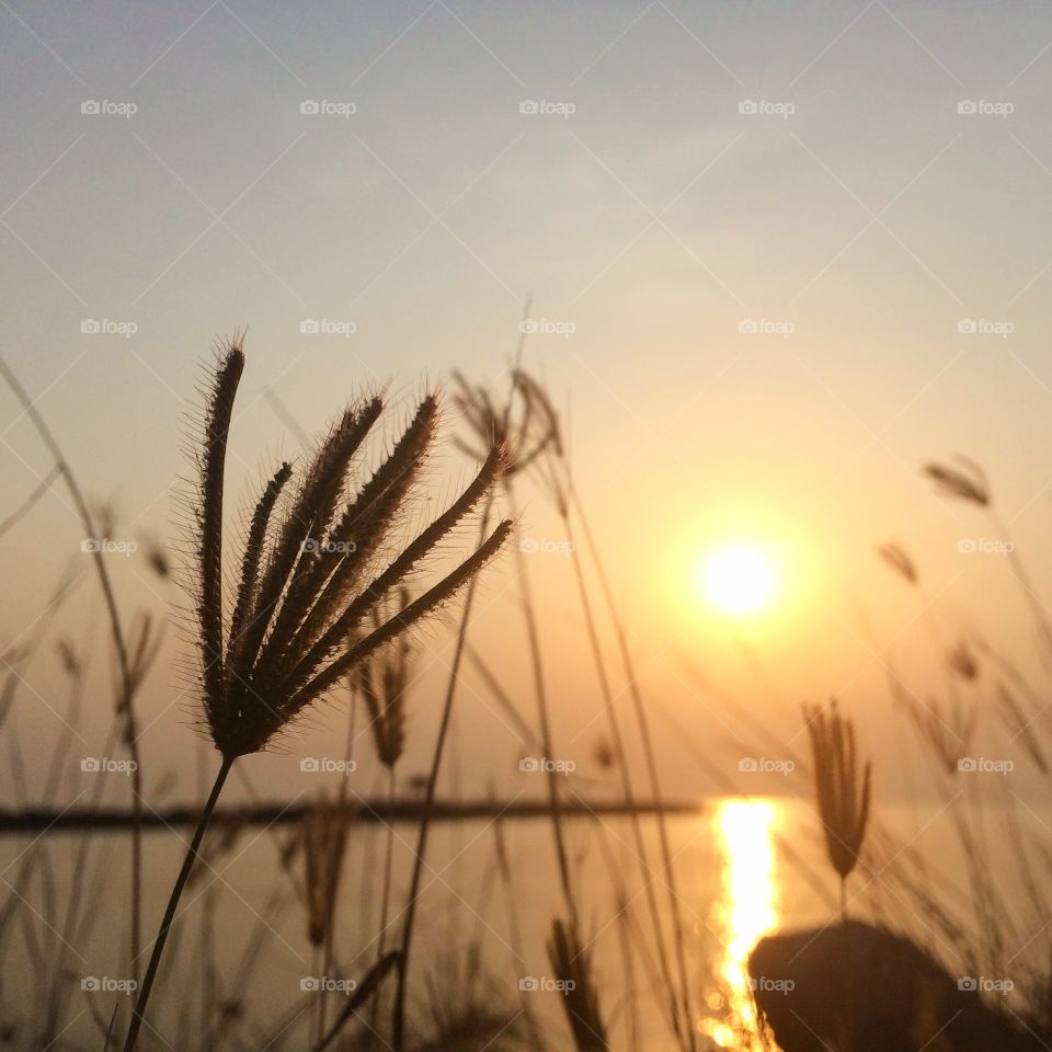 #grassflower #sunsettime #blur #peaceful #sea #seaview #thailand