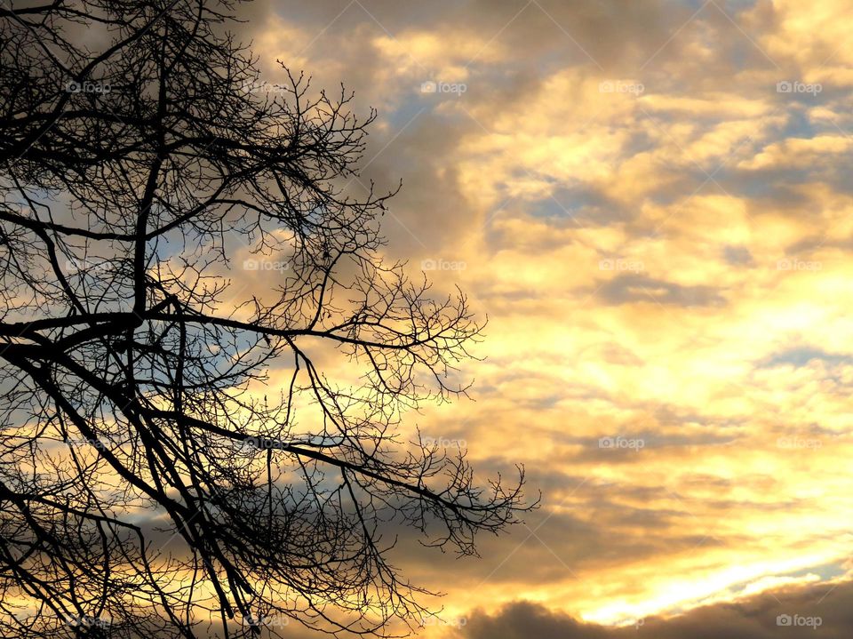 tree silhouette