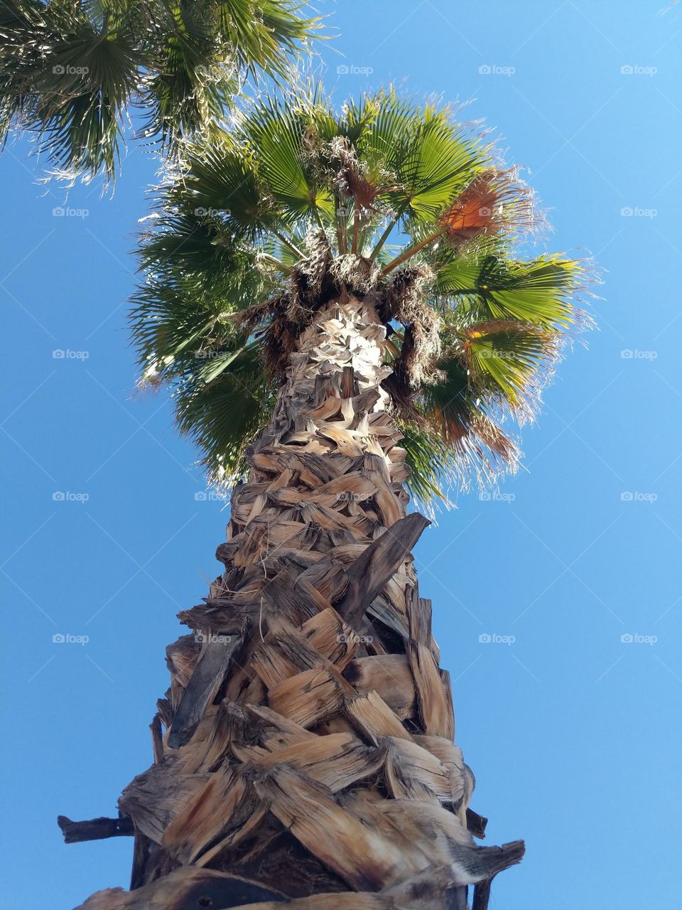 Very tall palm tree