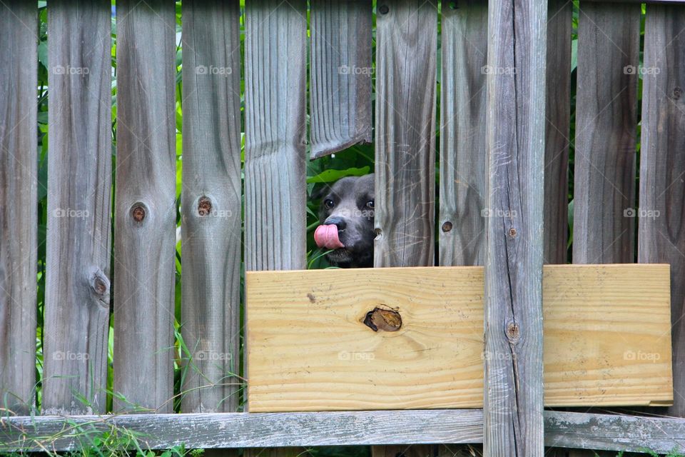 Doggie peep hole