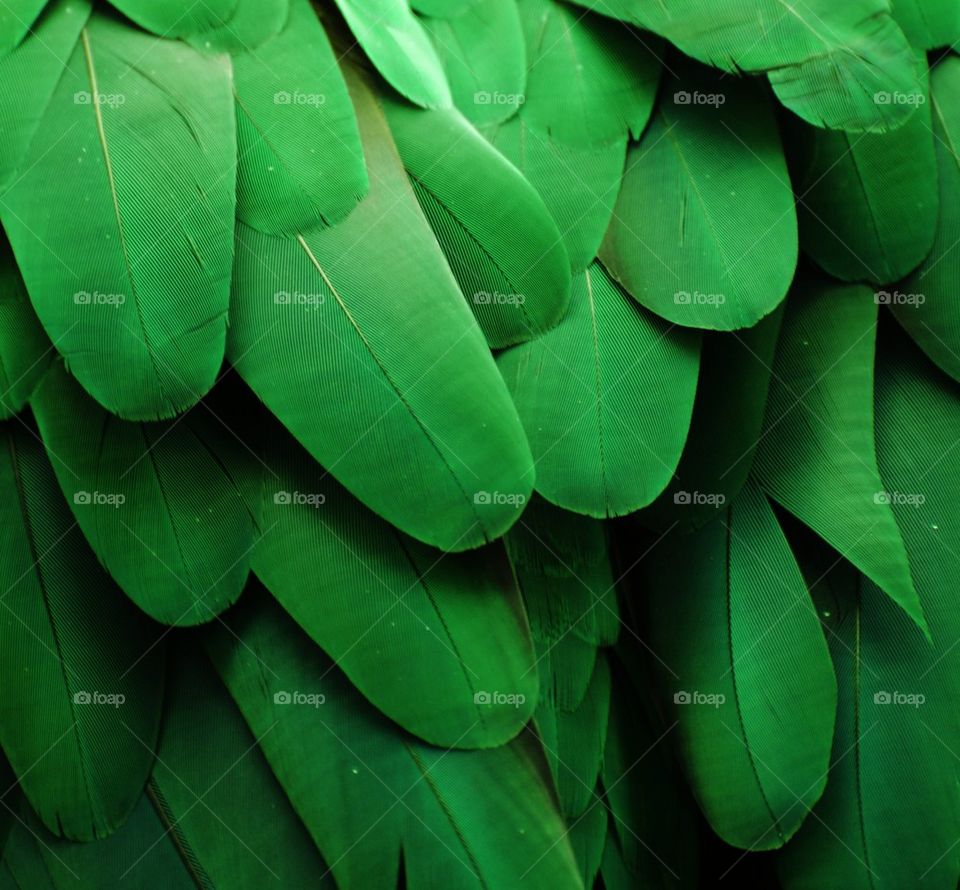 Green Parrot Feathers 