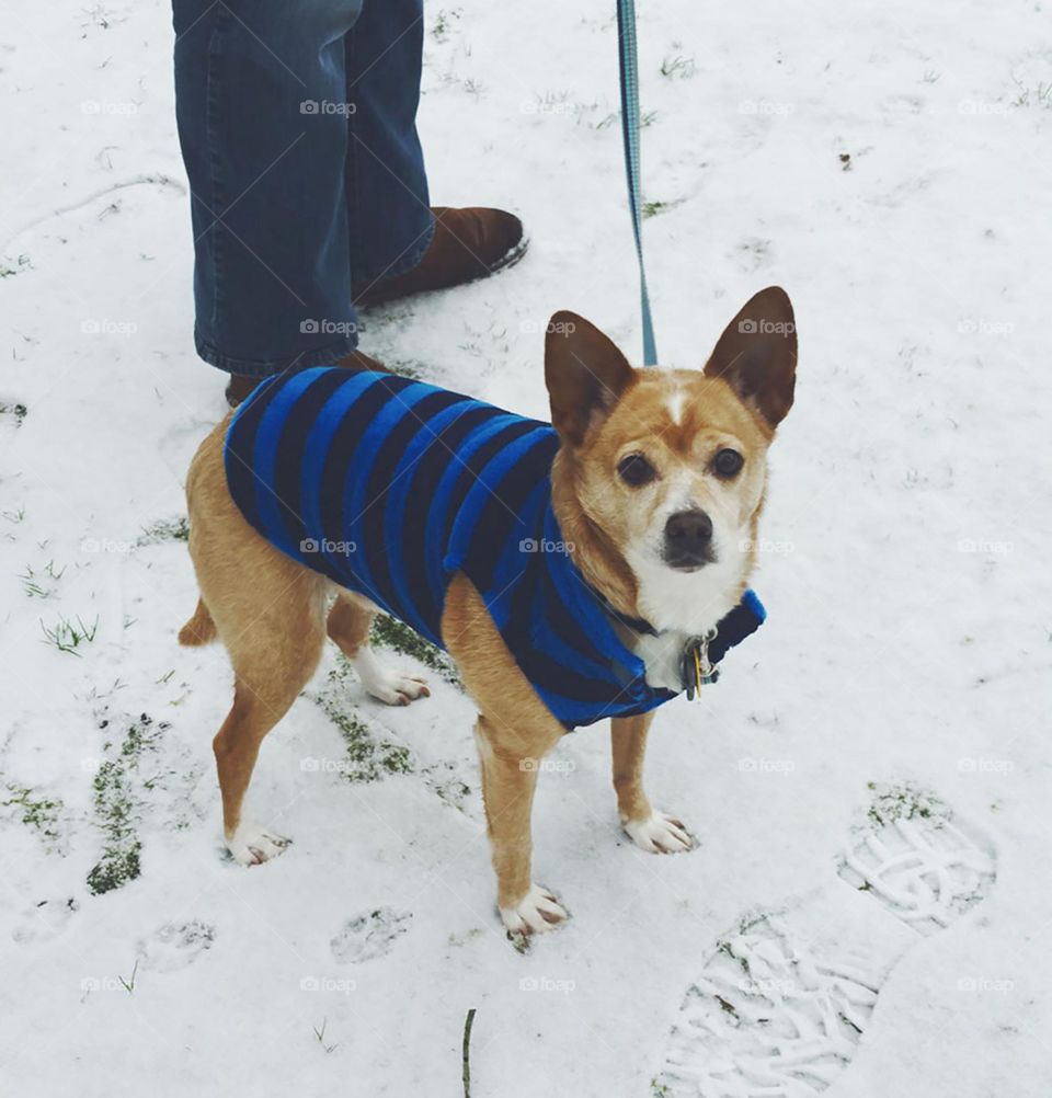 cute tan dog wearing striped vest on leash exploring snowy Oregon Winter