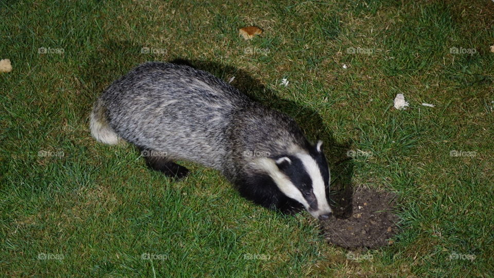 Badger 