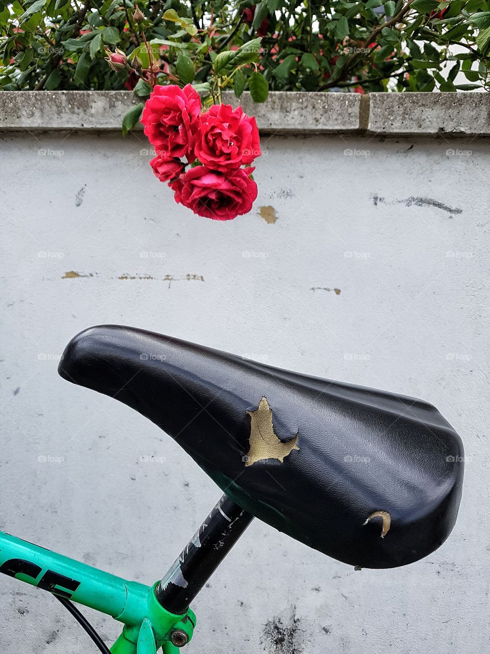the bike and the rose