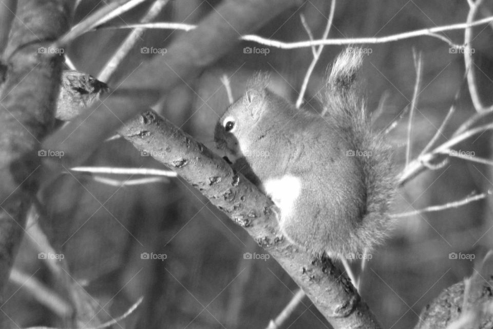 Black and White Red Squirrel