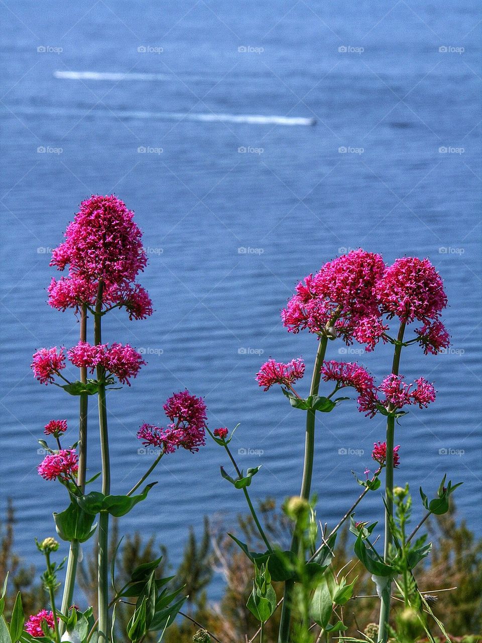 Pink Mediterranean