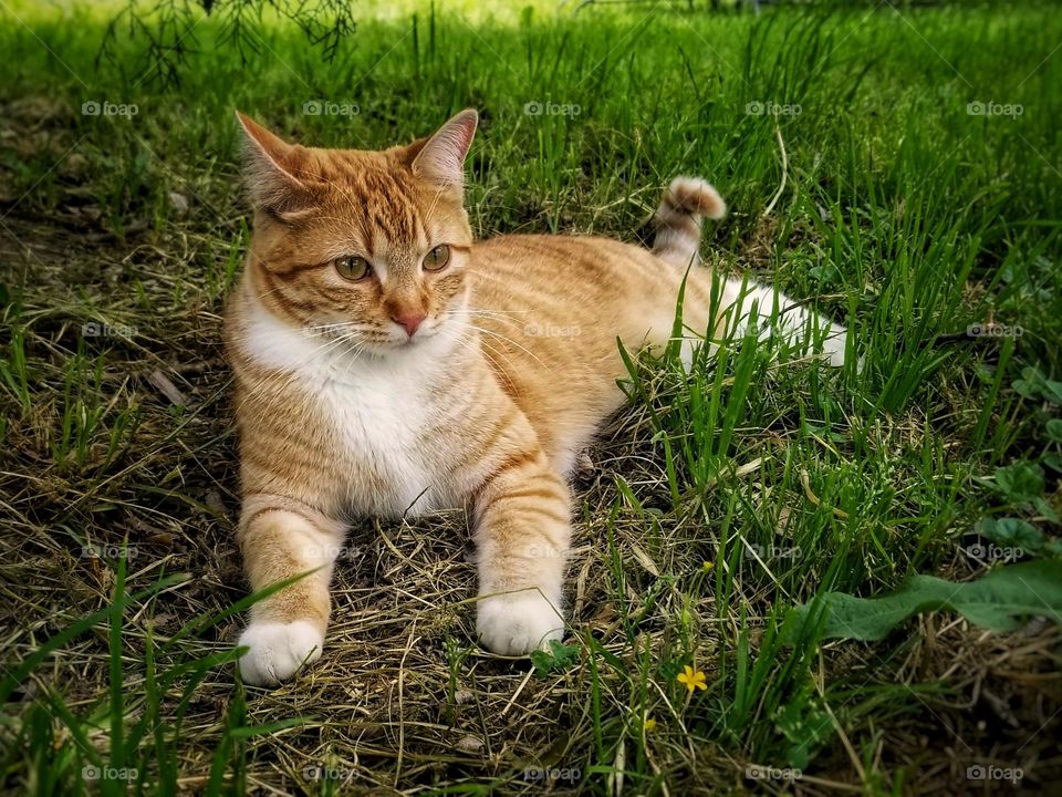 Ginger Cat in the Green Grass