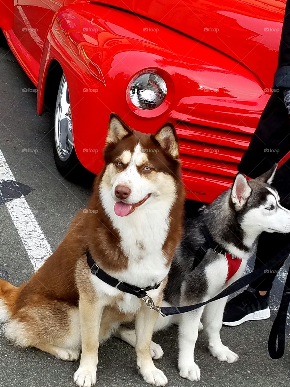 Siberian husky dog