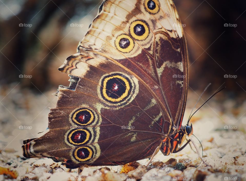 butterfly