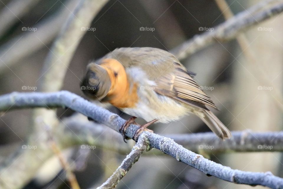 Robin “fast and furious” 😂