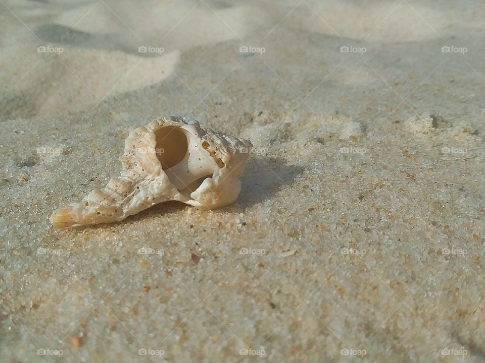 a beautiful swirled seashell laying gently in the sand of the seashore on a warm fall afternoon