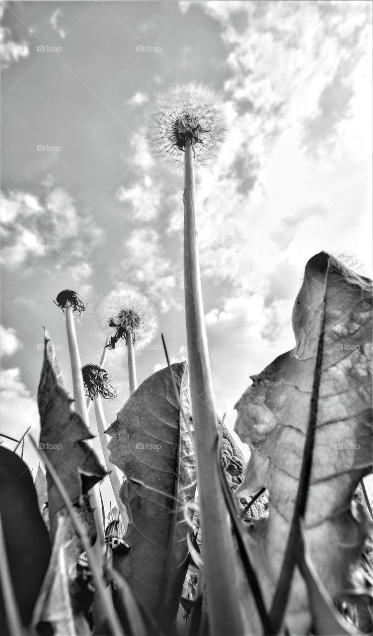 black and white close up wide angle frog perspective picture from a dandelion with seeds