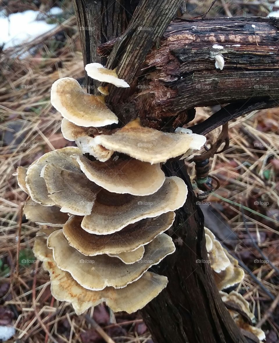 Fungus, Mushroom, Toadstool, Boletus, Fall