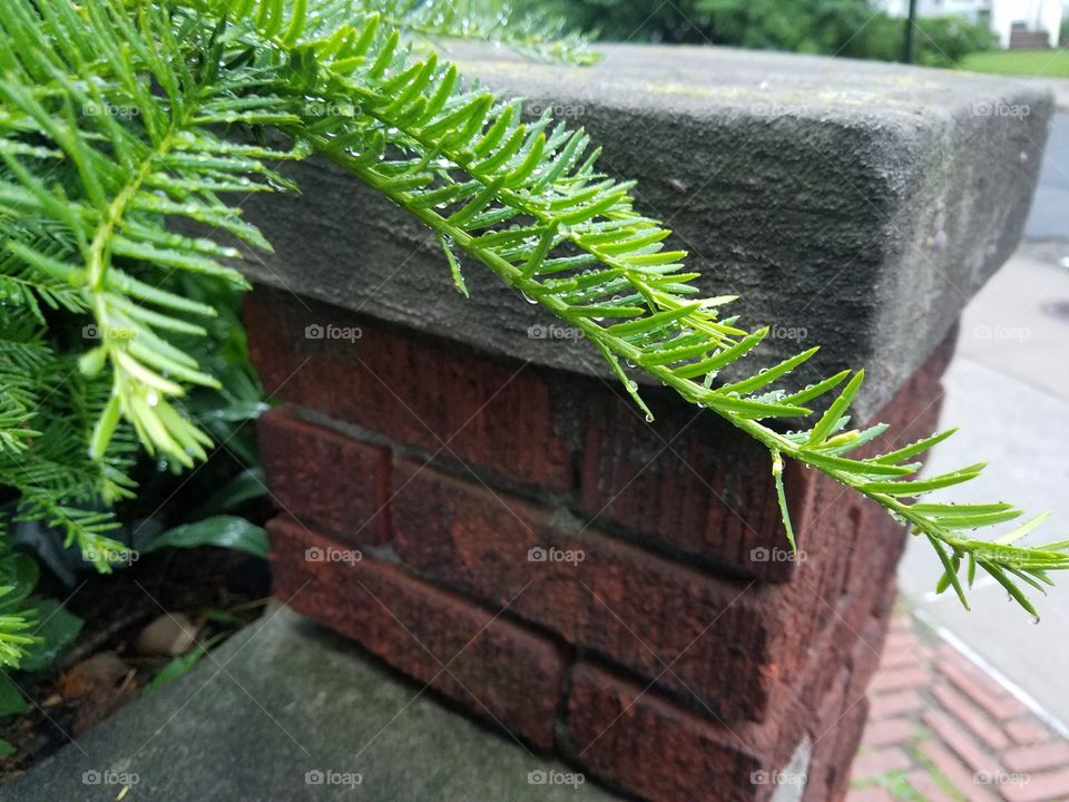 rain drops on leaves