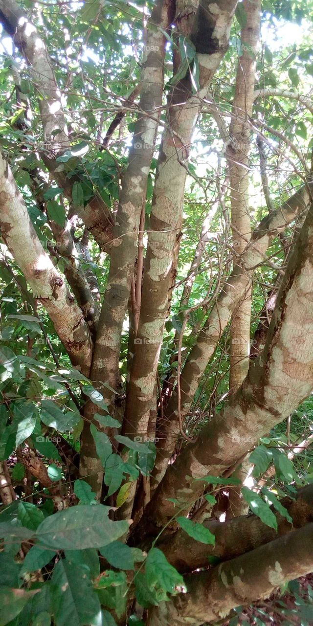 tree with army camouflage#MILITREE