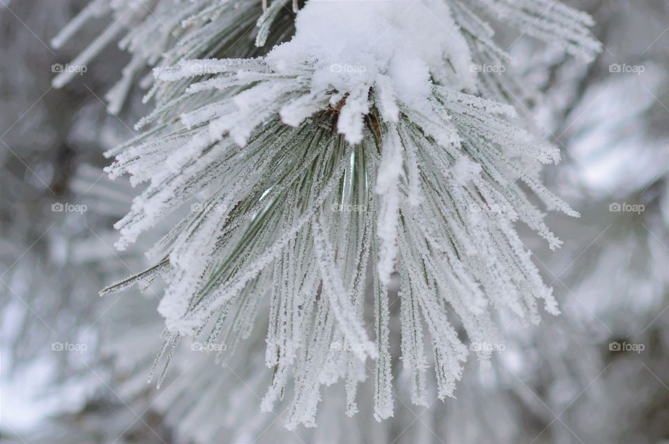 winter forest