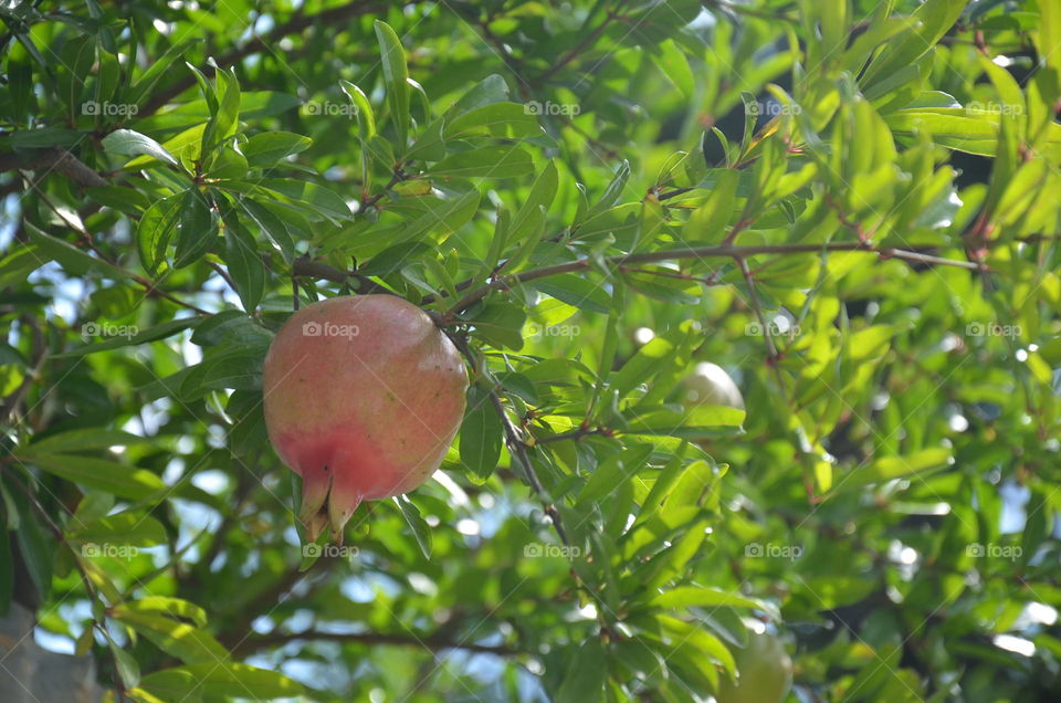 ripened pomegranate