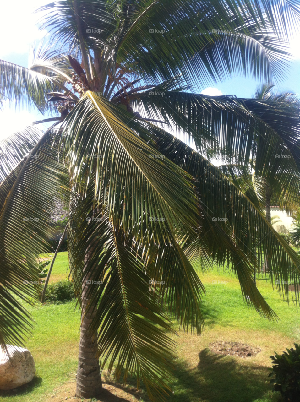 Palm, Tropical, Coconut, Exotic, Beach