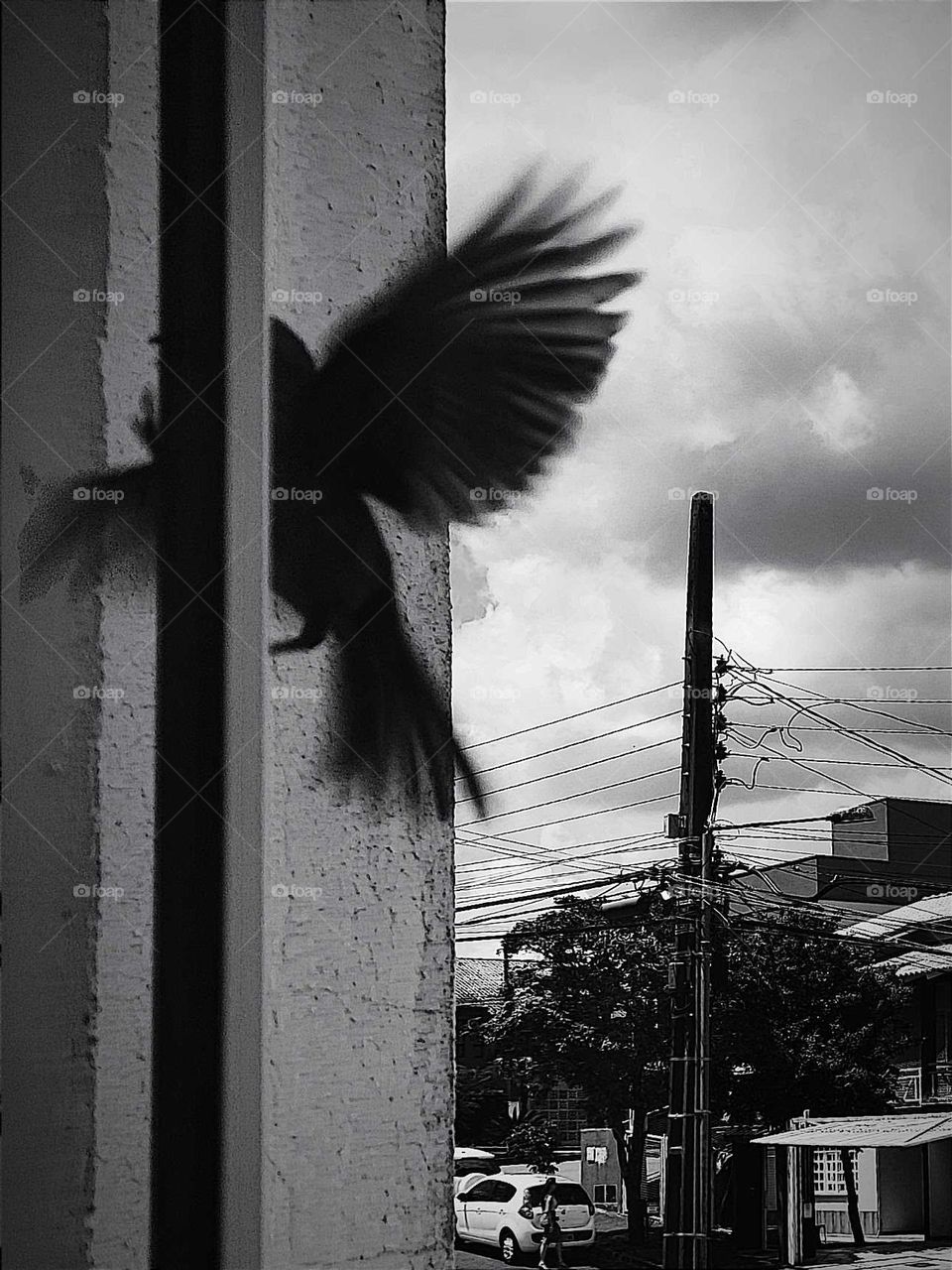 Pássaro voando no vidro da janela