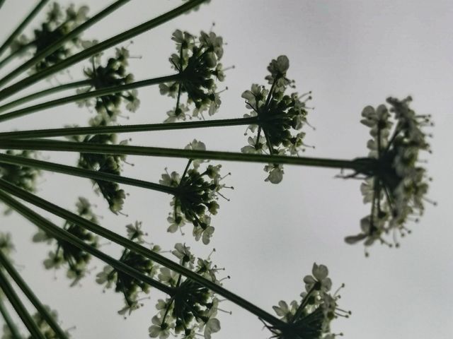 Flora