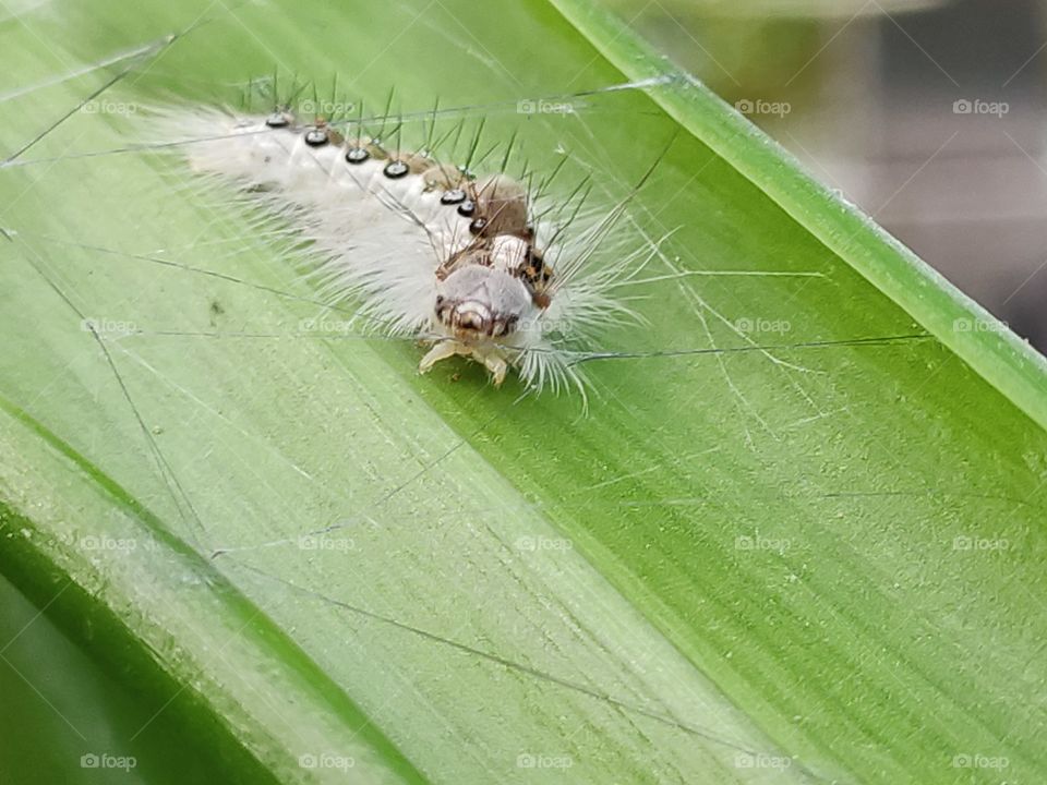 Bright hairy moth or caterpillar trying to building it's coccon for metamorphosis so that it turn come out as Colorful, beautiful butterfly.