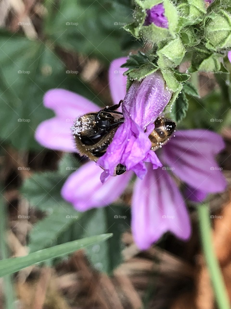 Bee 