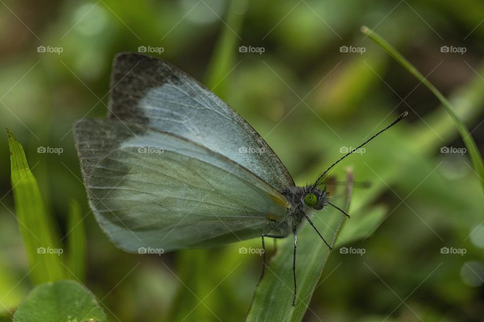 Butterfly on green grass in the garden - close-up