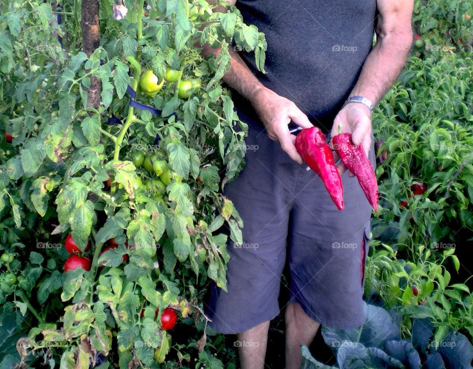 Man in garden, gardening