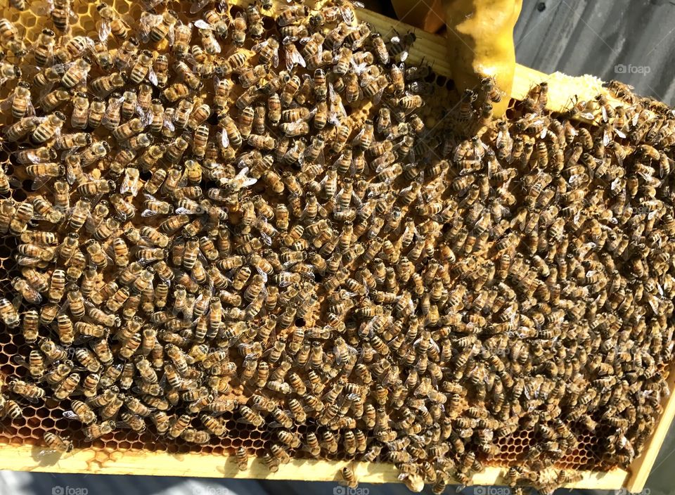 Good Frame of Bees