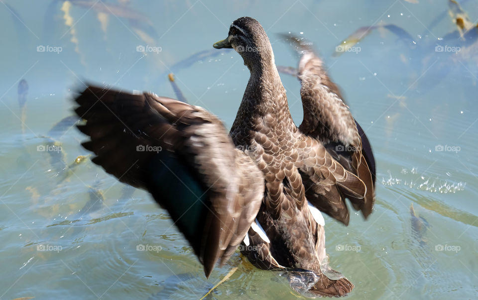 Leisurely wild ducks