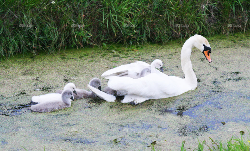 Swan family