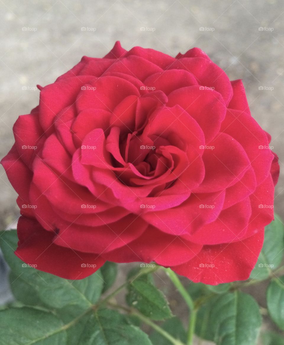 The bright red rose. Nothing to lose 🥀. The awesome cool spring from the tiny seeds to colors of nature .😎🌹