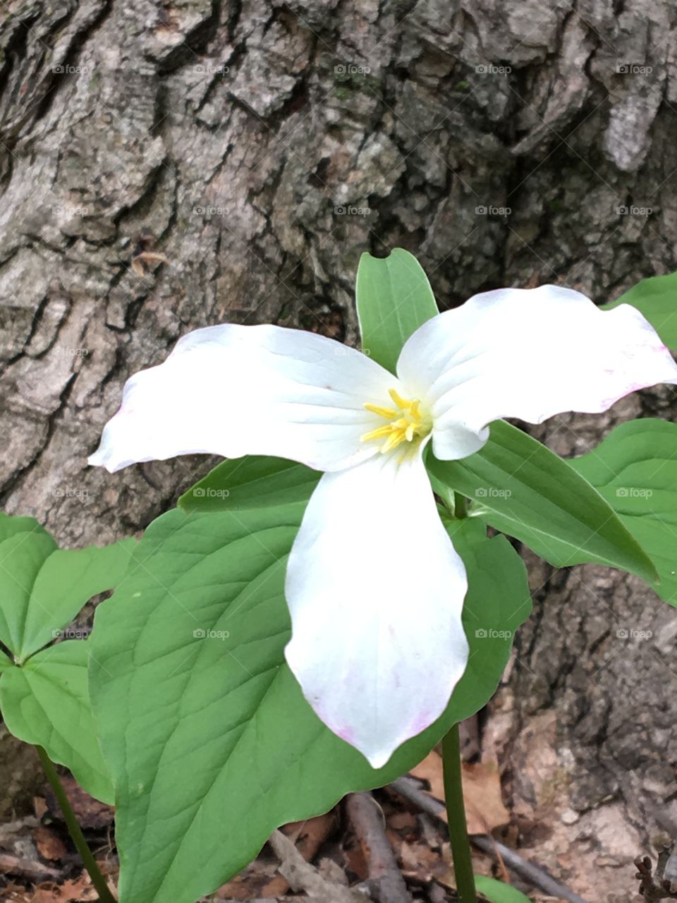 Ontario, Canada- flower- the white trillium 