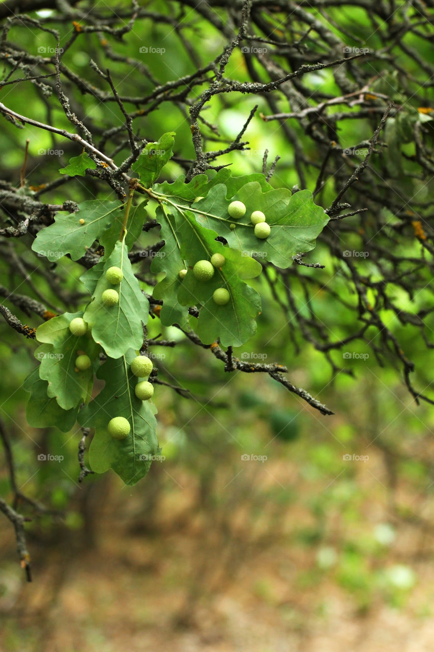 Gall larvae on oak foliage