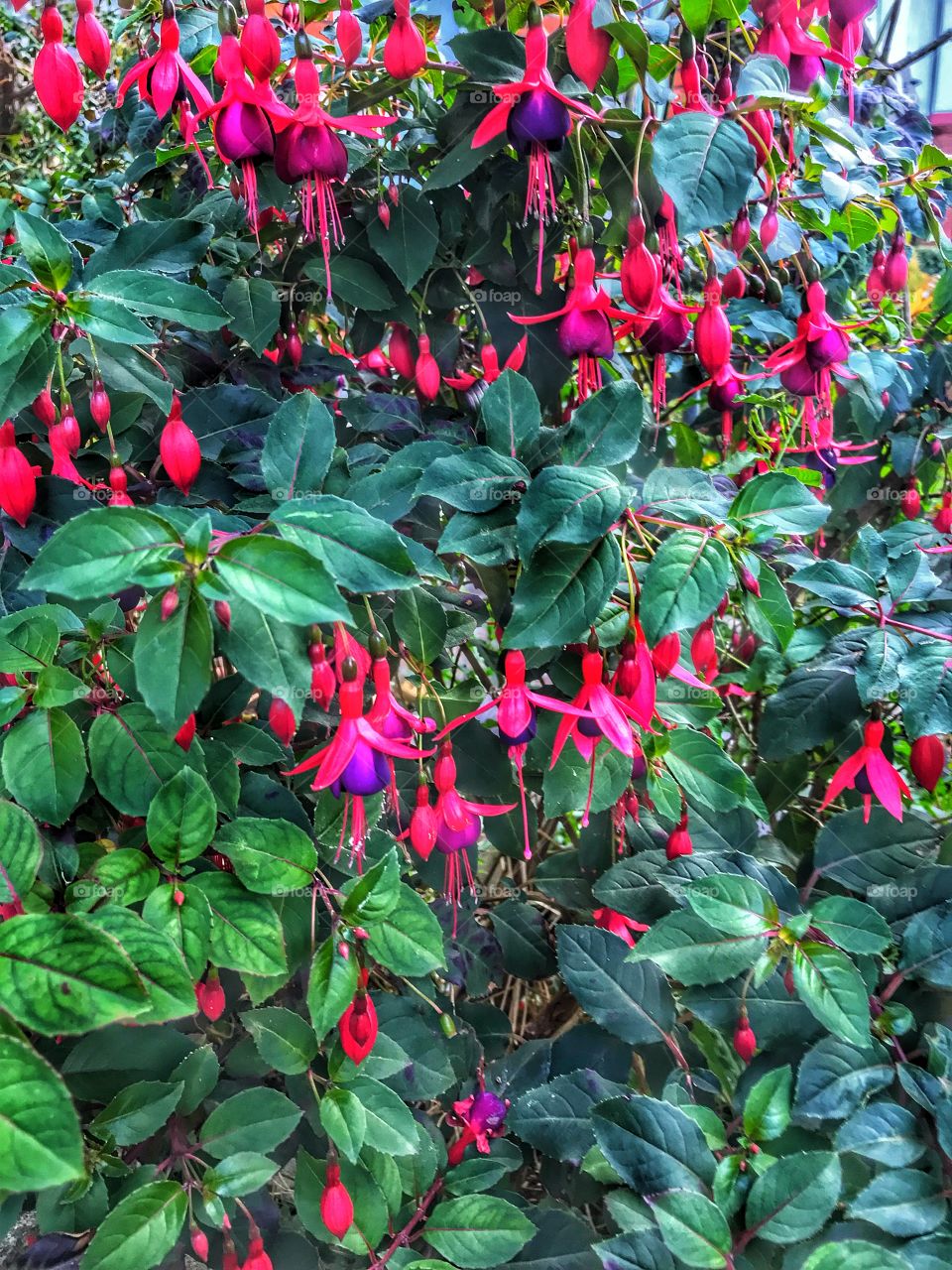 Beautiful hanging Fuchsia, vibrant colours at the end of summer