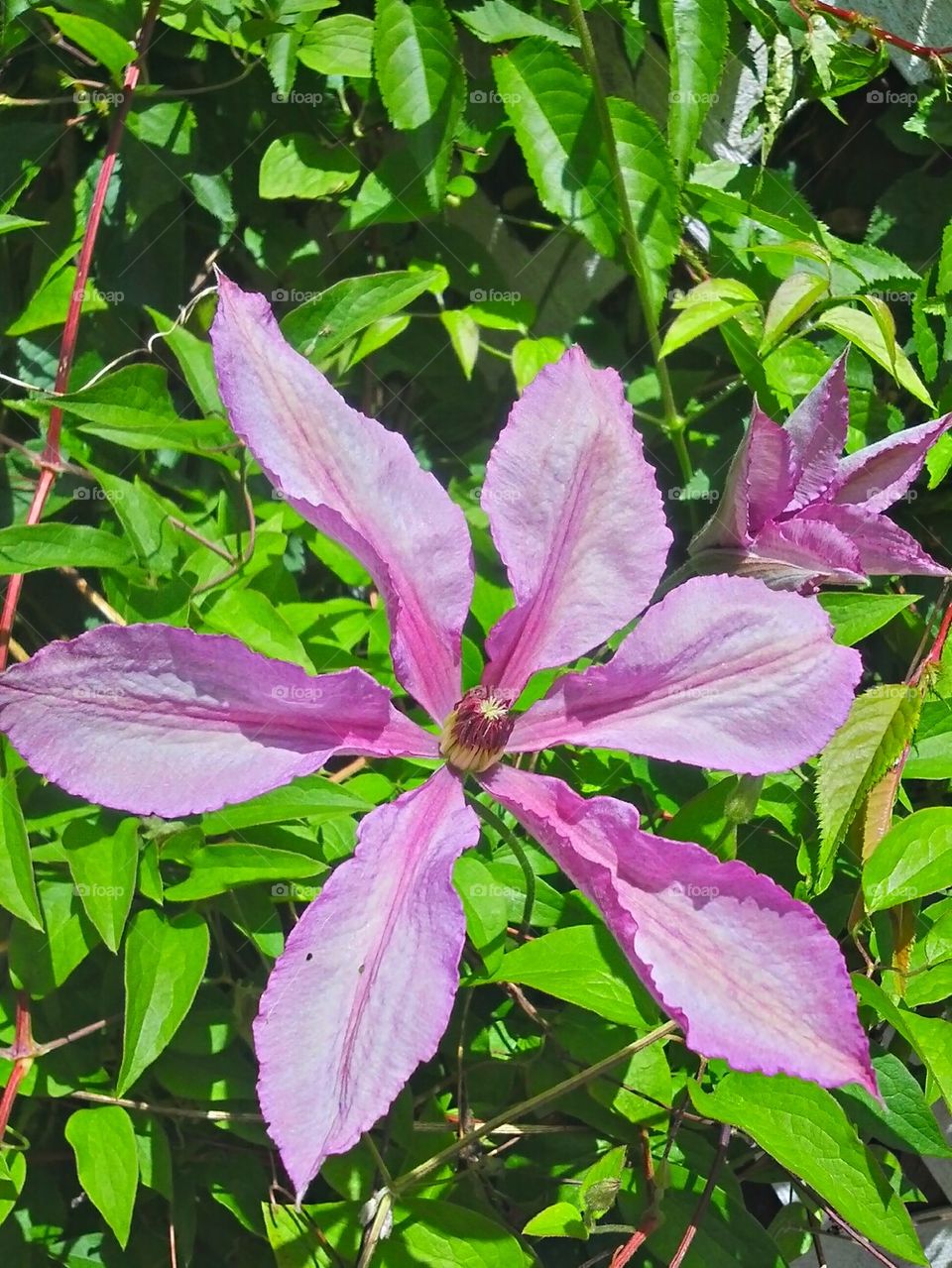 Clematis