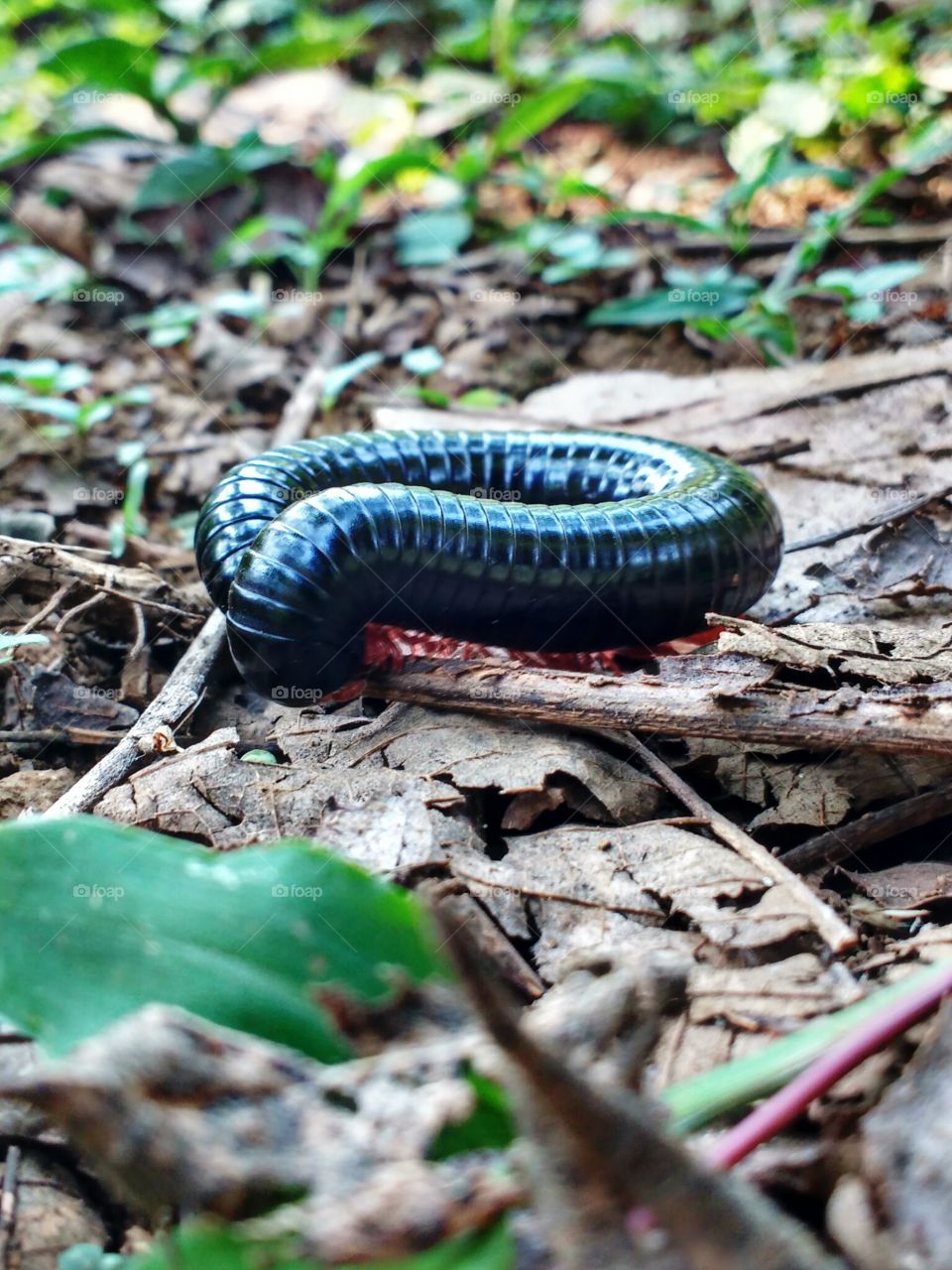 millipede