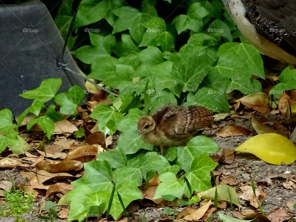 baby peacock