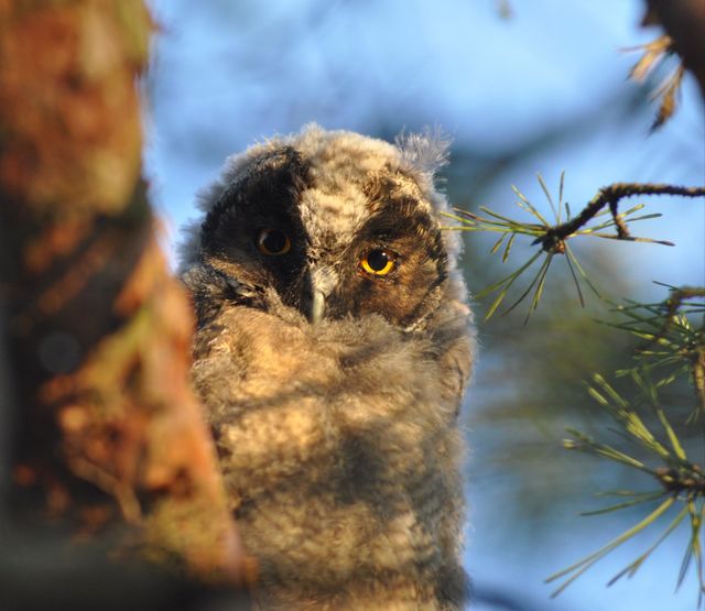 golden hour for baby owl